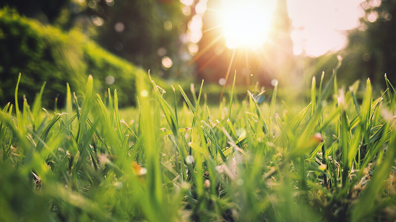 spring (1)